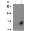 兔抗PXN (Phospho-Tyr31)多克隆抗体