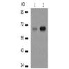 兔抗PXN (Phospho-Tyr118)多克隆抗体