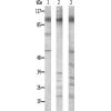 兔抗N4BP1多克隆抗体