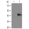 兔抗NCF1(Phospho-Ser359) 多克隆抗体