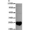 小鼠抗DsbA-Tag单克隆抗体