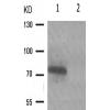 兔抗RAF1(Phospho-Ser296) 多克隆抗体