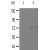 兔抗RAF1(Phospho-Ser621) 多克隆抗体