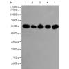 小鼠抗ACTB(HRP-Conjugate)单克隆抗体