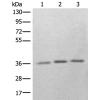 兔抗RBM11多克隆抗体