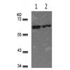 兔抗RELA(Ab-311)多克隆抗体 