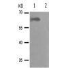 兔抗RELA(Phospho-Ser281) 多克隆抗体