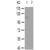 兔抗NFATC3(Phospho-Ser165) 多克隆抗体