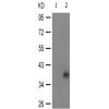 兔抗NFKBIA(Phospho-Tyr305) 多克隆抗体