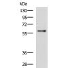 兔抗RIC8A多克隆抗体