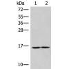 兔抗RNF24多克隆抗体