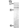 兔抗NR3C1(Ab-226) 多克隆抗体