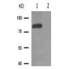 兔抗NR3C1(Phospho-Ser226) 多克隆抗体