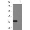 兔抗RPA2(Phospho-Thr21) 多克隆抗体