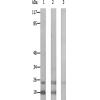 兔抗RPL12多克隆抗体