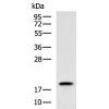 兔抗RPL35多克隆抗体