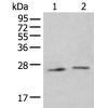 兔抗IL34多克隆抗体  