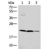 兔抗IL37多克隆抗体 