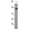 兔抗RPS6KA1 (Phospho-Thr348)多克隆抗体
