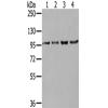 兔抗NUP98多克隆抗体