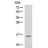 兔抗RPS15A多克隆抗体