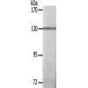 兔抗INSR(Ab-1375) 多克隆抗体 