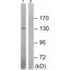 兔抗INSR(Phospho-Thr1375) 多克隆抗体