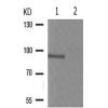 兔抗INSR(Phospho-Tyr1355) 多克隆抗体