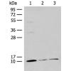 兔抗RPS27L多克隆抗体