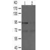 兔抗OPRM1(Phospho-Ser375) 多克隆抗体 