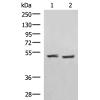 兔抗RRP8多克隆抗体