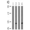 兔抗VASP (Phospho-Ser239) 多克隆抗体
