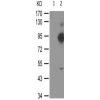 兔抗RUNX1(Phospho-Ser276) 多克隆抗体