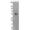 兔抗IRF3(Phospho-Ser386) 多克隆抗体