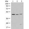 兔抗RXFP3多克隆抗体