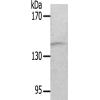 兔抗ITGB1(Ab-789) 多克隆抗体