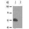 兔抗PDCD4(Phospho-Ser457) 多克隆抗体