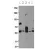 兔抗PDE1B多克隆抗体