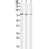 兔抗PDE4C多克隆抗体