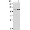 兔抗SENP7多克隆抗体