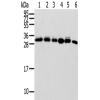 兔抗SENP8多克隆抗体