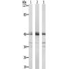 兔抗SEPT7 多克隆抗体