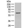 兔抗WDR1多克隆抗体   