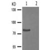 兔抗PECAM1(Phospho-Tyr713) 多克隆抗体