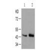 兔抗JUN (Phospho-Ser73)多克隆抗体 