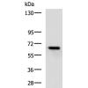 兔抗KBTBD8多克隆抗体