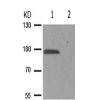 兔抗KCNB1(Phospho-Ser805) 多克隆抗体 
