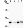 兔抗PHB(Phospho-Thr252) 多克隆抗体