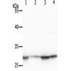 兔抗PHB(Phospho-Tyr253) 多克隆抗体