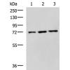兔抗WRAP53多克隆抗体  